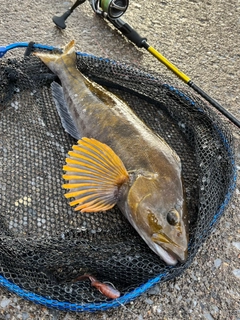 アイナメの釣果