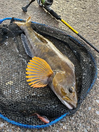 アイナメの釣果