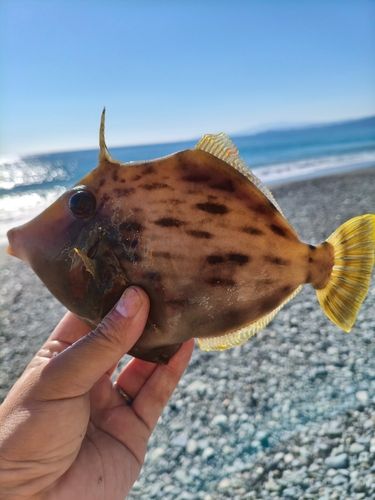 カワハギの釣果