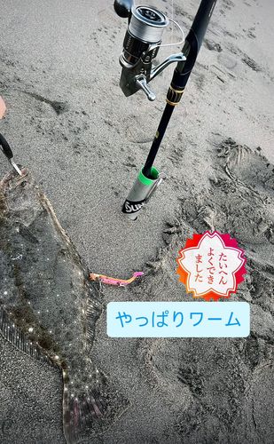 ヒラメの釣果