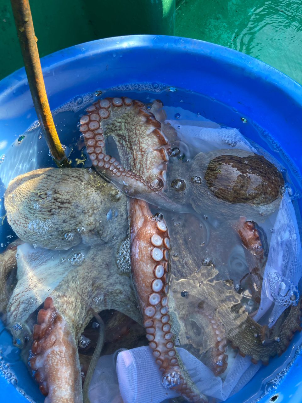 ハタタテハゼさんの釣果 1枚目の画像