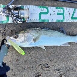 セイゴ（マルスズキ）