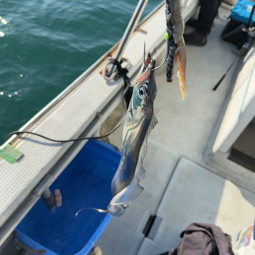 タチウオの釣果