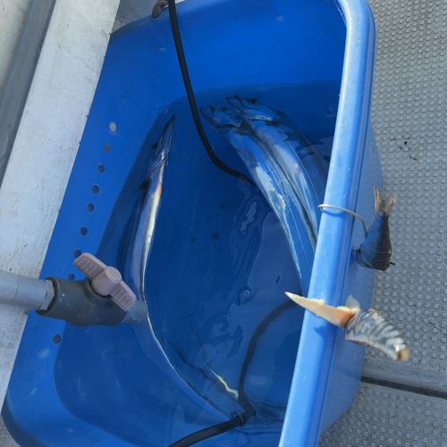 タチウオの釣果