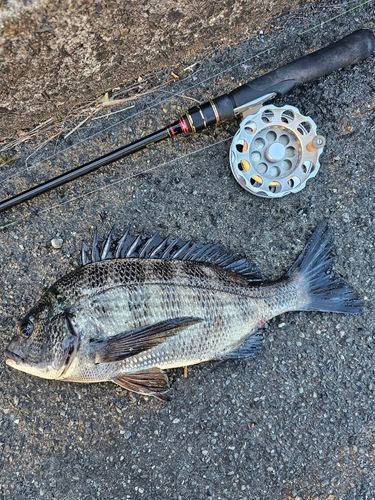 クロダイの釣果