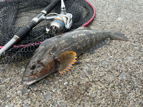 アイナメの釣果