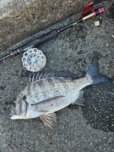 クロダイの釣果