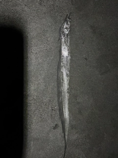 タチウオの釣果