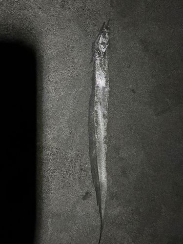 タチウオの釣果