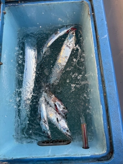 タチウオの釣果