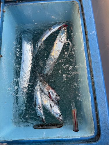 タチウオの釣果