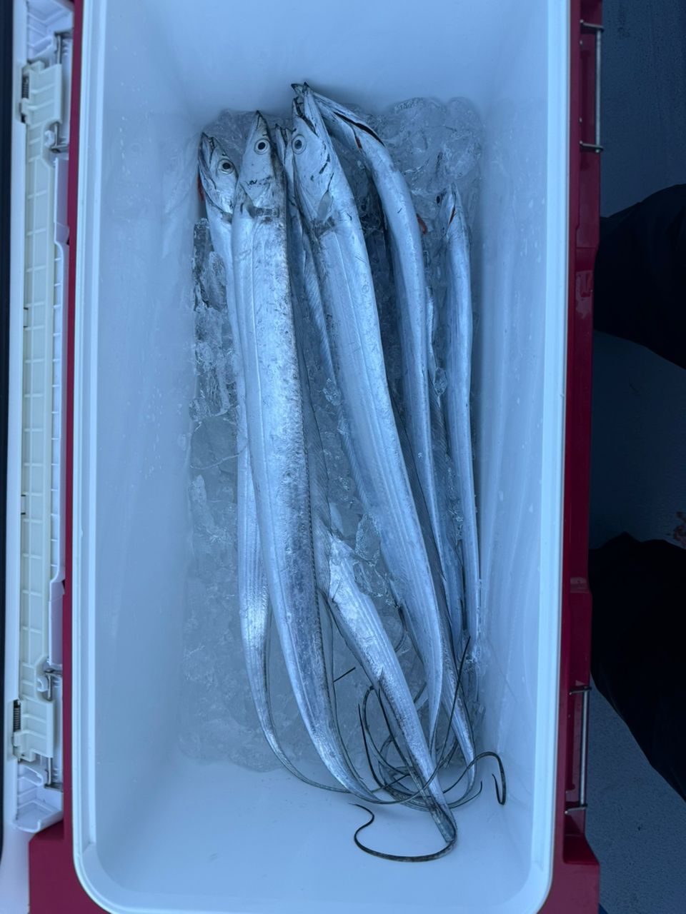 koolbox2006さんの釣果 2枚目の画像