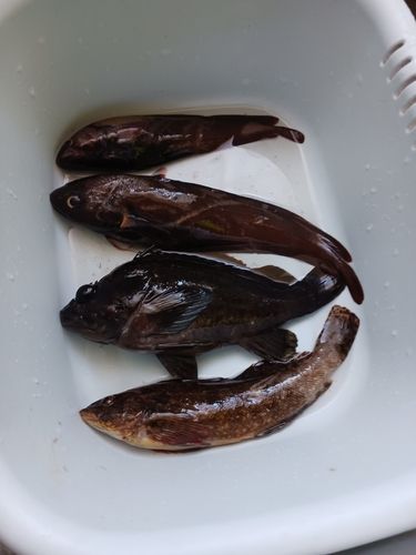 アイナメの釣果