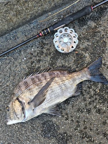 クロダイの釣果