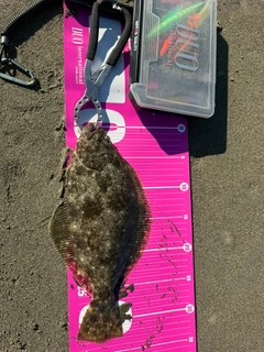 ヒラメの釣果