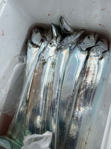 タチウオの釣果