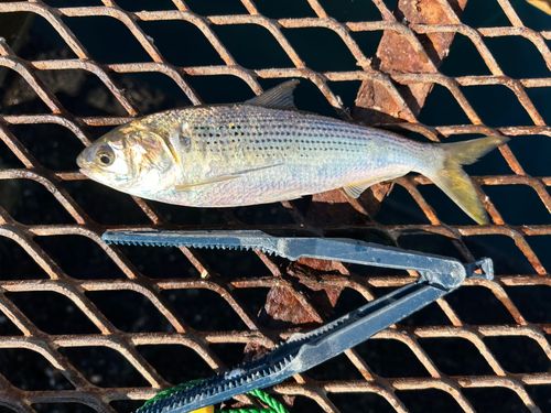 コノシロの釣果