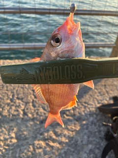 チャリコの釣果