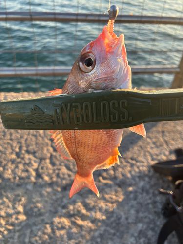 チャリコの釣果
