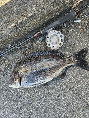 クロダイの釣果