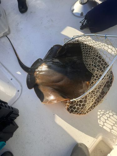 アカエイの釣果