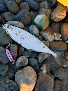 イケカツオの釣果