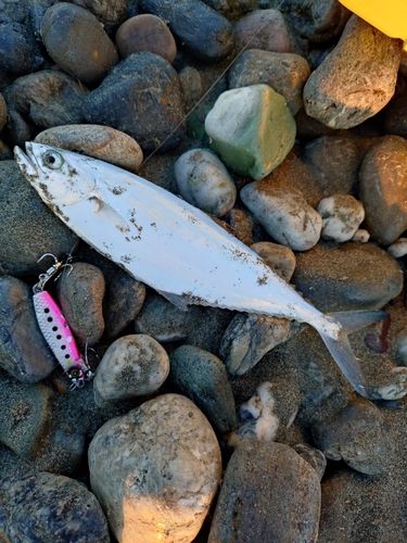 イケカツオの釣果