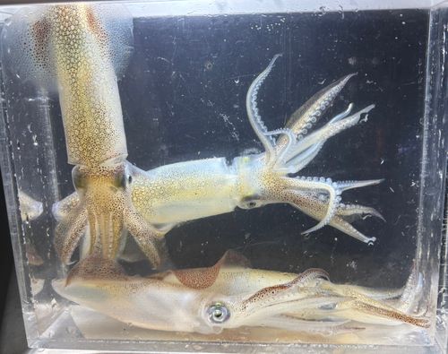 船橋港親水公園