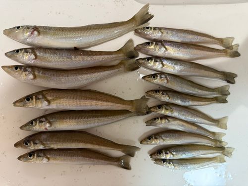 シロギスの釣果