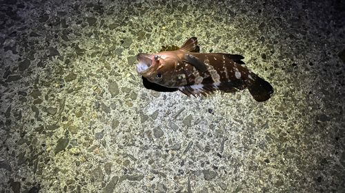 キジハタの釣果