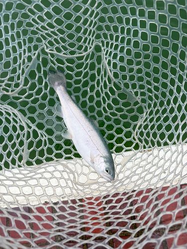 ニジマスの釣果