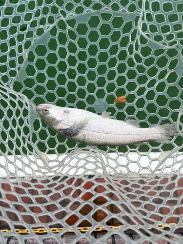 ニジマスの釣果