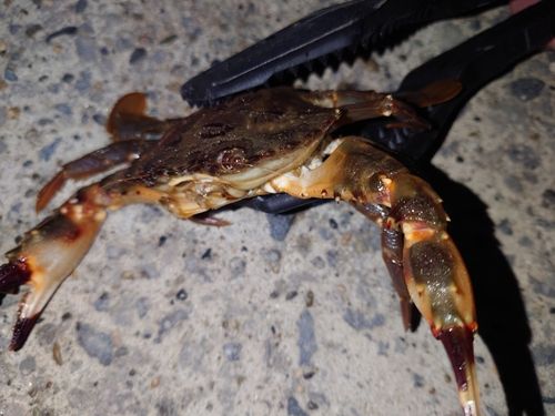 イシガニの釣果