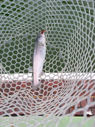 ニジマスの釣果