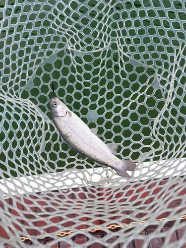 ニジマスの釣果