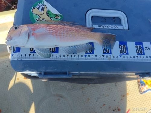 シロアマダイの釣果