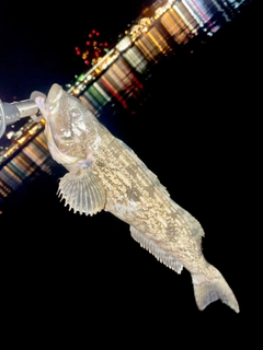 アイナメの釣果