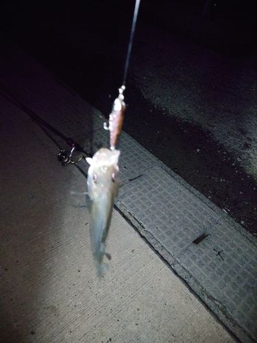 セイゴ（マルスズキ）の釣果