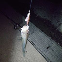 セイゴ（マルスズキ）