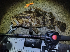 ベッコウゾイの釣果