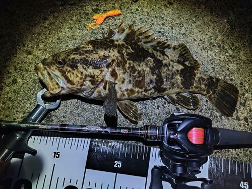 ベッコウゾイの釣果