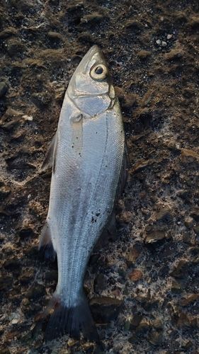 セイゴ（ヒラスズキ）の釣果