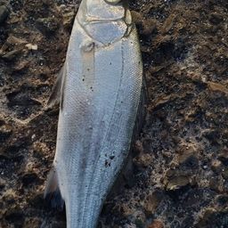 セイゴ（ヒラスズキ）