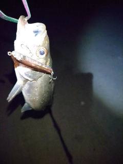 セイゴ（マルスズキ）の釣果