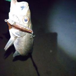 セイゴ（マルスズキ）