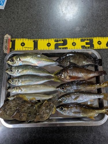 カワハギの釣果