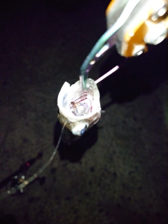 セイゴ（マルスズキ）の釣果