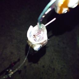 セイゴ（マルスズキ）