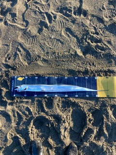 タチウオの釣果