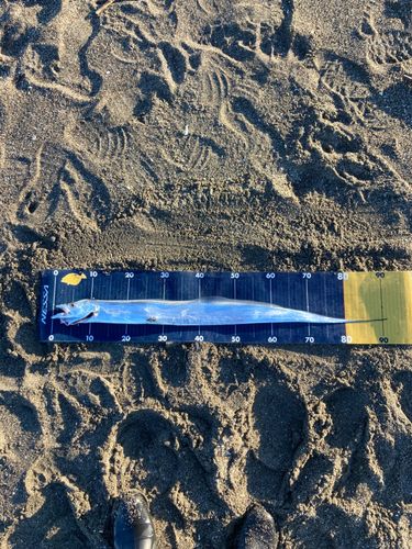 タチウオの釣果